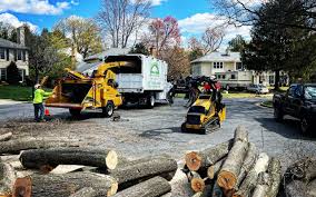 Best Tree Removal  in Bicknell, IN