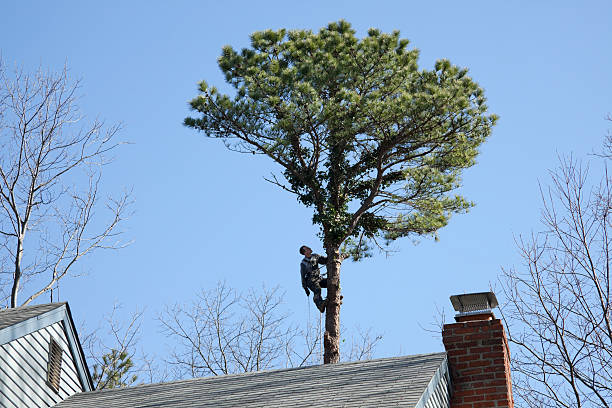 Best Tree Health Inspection  in Bicknell, IN