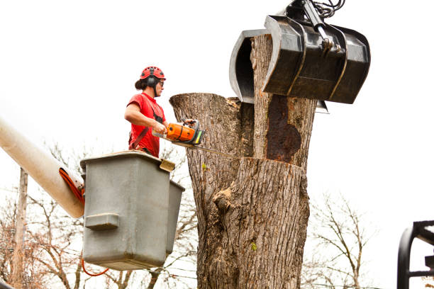 Best Seasonal Cleanup (Spring/Fall)  in Bicknell, IN